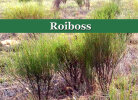 Rooibostee (Rotbusch) - koffeinfreies Aufgussgetränk
