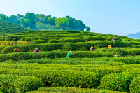 Grüner Tee Drachenbrunnen