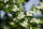Weißdornblätter m. Blüten Herztee